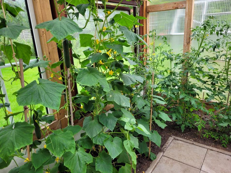 Bepflanzung als Teil des NativPlus Haus